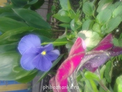 Декоративные садовые растения. - 20140625_211650.jpg