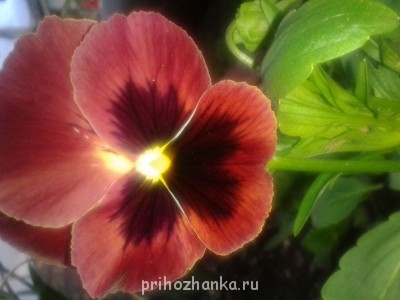 Декоративные садовые растения. - 20140625_211532.jpg