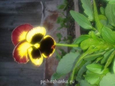 Декоративные садовые растения. - 20140625_211549.jpg