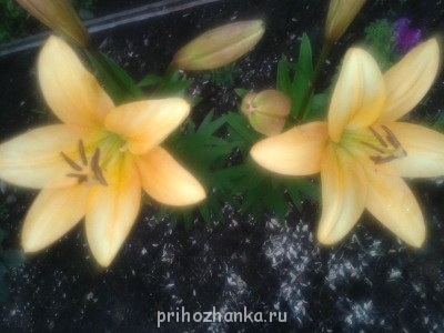 Декоративные садовые растения. - 20140625_211607.jpg