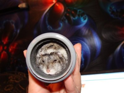 Кого из животных вы содержите? Фото приветствуется. - 92d1c379a6f8.jpg