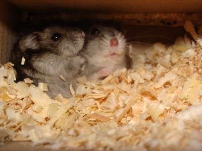 Кого из животных вы содержите? Фото приветствуется. - 0836ee1daf1e.jpg