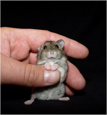 Кого из животных вы содержите? Фото приветствуется. - 1ce25392d120.jpg