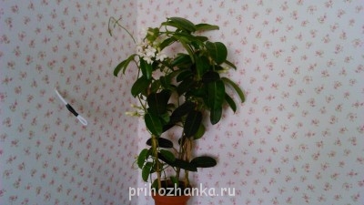 Мои комнатные растения. - DSC_0186.jpg