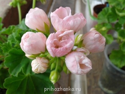 Мои комнатные растения. - 2014-07-02 13.34.02.jpg