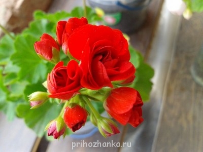 Мои комнатные растения. - 2014-07-02 13.34.39.jpg