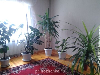 Мои комнатные растения. - 20140708_151500.jpg