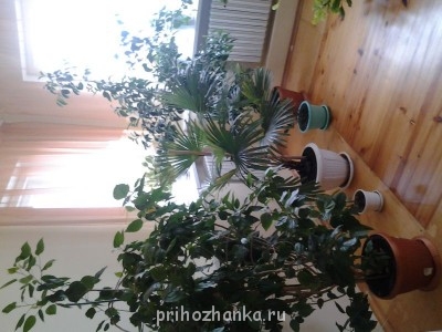 Мои комнатные растения. - 20140708_151522.jpg