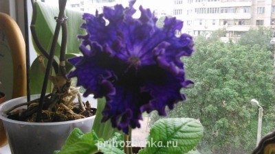 Мои комнатные растения. - DSC_0202.JPG