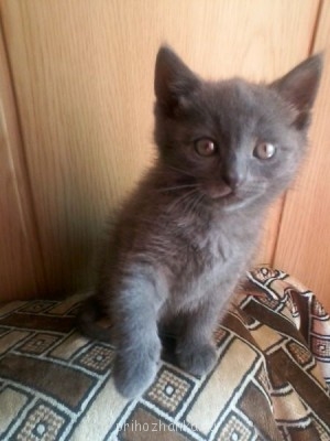 Кого из животных вы содержите? Фото приветствуется. - Фото-0012.jpg