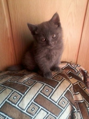 Кого из животных вы содержите? Фото приветствуется. - Фото-0011.jpg