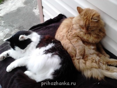 Кого из животных вы содержите? Фото приветствуется. - DSC_0001.jpg