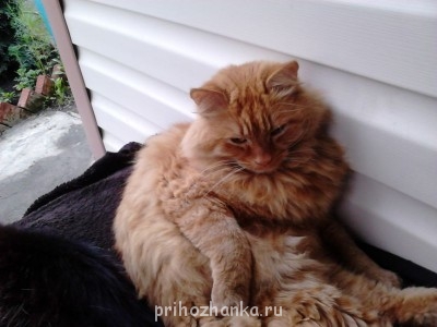 Кого из животных вы содержите? Фото приветствуется. - DSC_0002.jpg