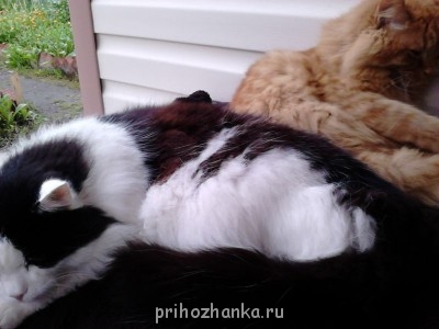 Кого из животных вы содержите? Фото приветствуется. - DSC_0003.jpg