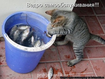 Cмешное из жизни животных. Фото и видео из интернета. - getImенгшщage.jpg