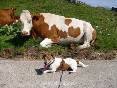 Cмешное из жизни животных. Фото и видео из интернета. - getImagпролджe.jpg