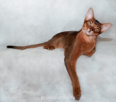 Кого из животных вы содержите? Фото приветствуется. - 55543718.jpg