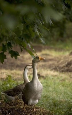 Аватарки. Наши интернет-лица - Kg_ENIBtcvQ.jpg