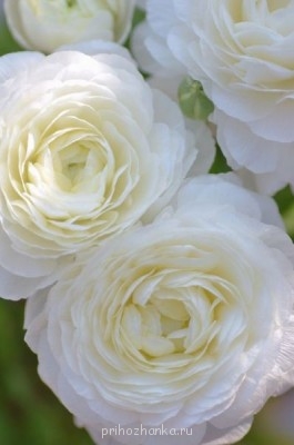 Аватарки. Наши интернет-лица - C8EAdD2ufiQ.jpg