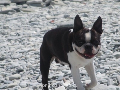 Кого из животных вы содержите? Фото приветствуется. - image.jpg