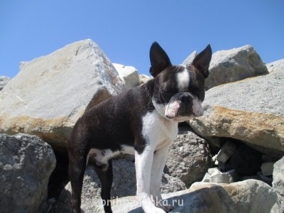 Кого из животных вы содержите? Фото приветствуется. - image.jpg