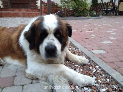 Кого из животных вы содержите? Фото приветствуется. - image.jpg