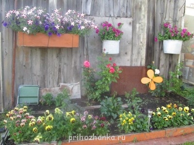 Декоративные садовые растения. - IMG_0004.jpg