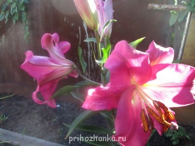 Декоративные садовые растения. - IMG_0010.jpg