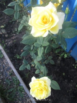 Декоративные садовые растения. - IMG_0012.jpg