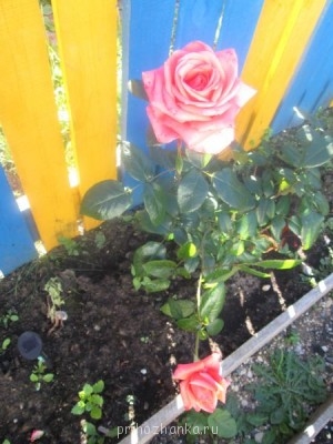 Декоративные садовые растения. - IMG_0013.jpg