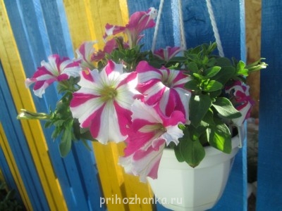 Декоративные садовые растения. - IMG_0014.jpg