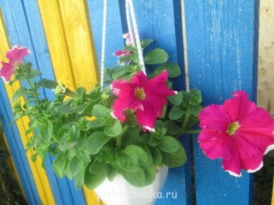 Декоративные садовые растения. - IMG_0016.jpg