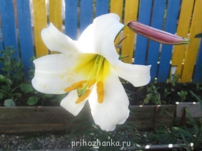 Декоративные садовые растения. - IMG_0029.jpg