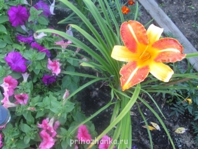 Декоративные садовые растения. - IMG_0030.jpg