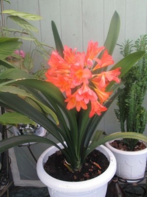 Мои комнатные растения. - IMG_0022.jpg