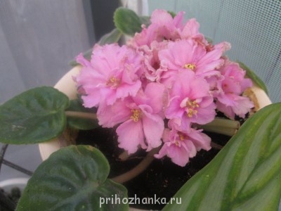 Мои комнатные растения. - IMG_0025.jpg