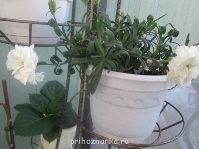 Мои комнатные растения. - IMG_0026.jpg