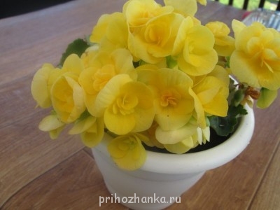 Мои комнатные растения. - IMG_0023.jpg