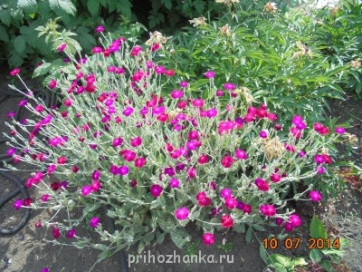 Не знаю как называются.