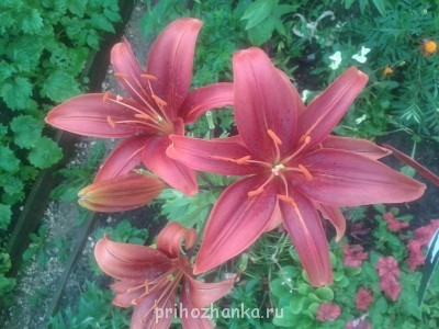 Декоративные садовые растения. - 20140731_193204.jpg