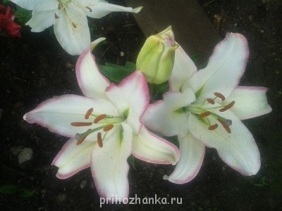 Декоративные садовые растения. - 20140731_193138.jpg