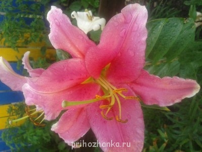 Декоративные садовые растения. - 20140731_193027.jpg