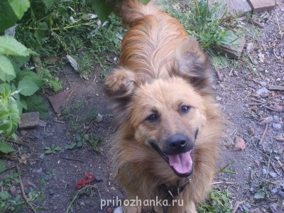 Кого из животных вы содержите? Фото приветствуется. - S6000128.JPG