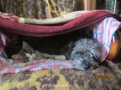 Кого из животных вы содержите? Фото приветствуется. - U-tR66BvyTA.jpg