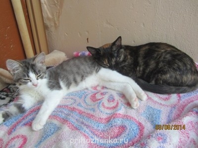 Кого из животных вы содержите? Фото приветствуется. - 4bvYtGVAgOY.jpg