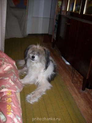 Кого из животных вы содержите? Фото приветствуется. - 100_4324.JPG