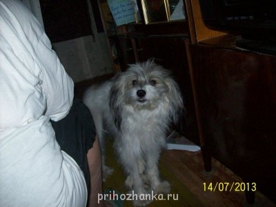 Кого из животных вы содержите? Фото приветствуется. - 100_4271.JPG