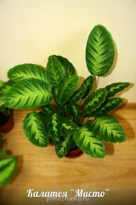 Мои комнатные растения. - 444444.jpg