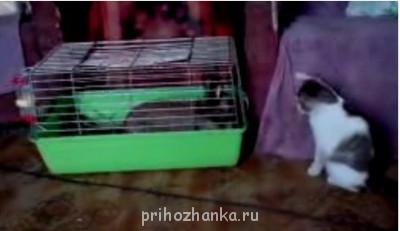 Кого из животных вы содержите? Фото приветствуется. - л.JPG