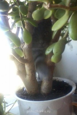 Кого из животных вы содержите? Фото приветствуется. - Фото-0037.jpg